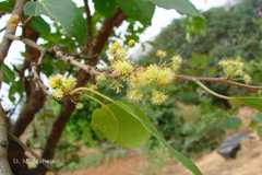 Flacourtia indica